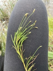 Isolepis fluitans