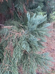 Sequoiadendron giganteum