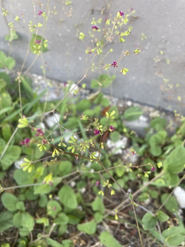 Boerhavia diffusa image