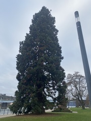 Sequoiadendron giganteum