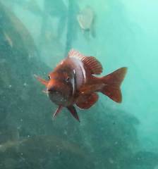 Roman Seabream photo 3
