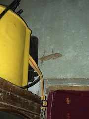 Gekko gecko