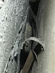 Gekko gecko