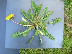 Taraxacum aequilobum