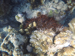Acanthaster planci