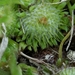 Soliva anthemifolia - Photo (c) Eric Keith, osa oikeuksista pidätetään (CC BY-NC), lähettänyt Eric Keith