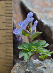 Corydalis alpestris