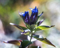 Gentiana dschungarica