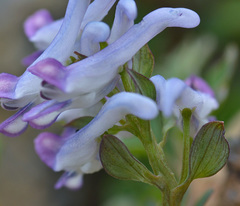 Corydalis alpestris