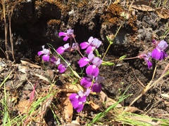 Collinsia sparsiflora