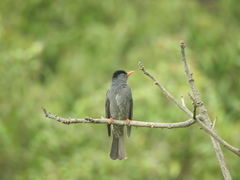 Hypsipetes ganeesa