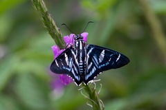 Elbella azeta