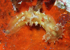 Plocamopherus maculatus