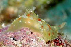 Plocamopherus maculatus