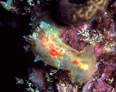 Plocamopherus maculatus