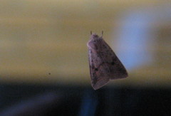 Agrochola blidaensis