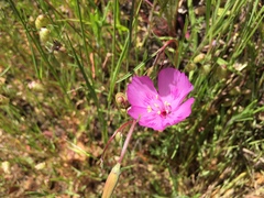 Clarkia amoena