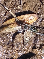 Austroscaeva melanostoma