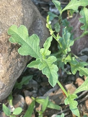 Oxygonum sinuatum