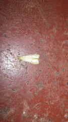 Scirpophaga incertulas