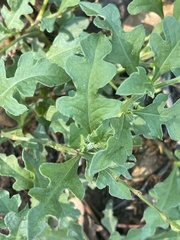 Oxygonum sinuatum