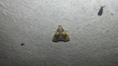 Rehimena phrynealis