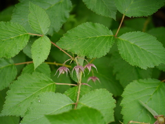 Rubus pedunculosus