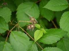 Rubus pedunculosus