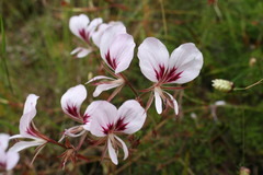 Pelargonium longicaule