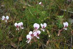 Pelargonium longicaule