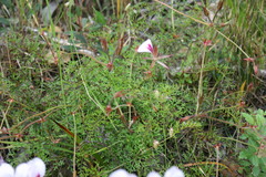 Pelargonium longicaule