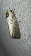 Westermannia argentea