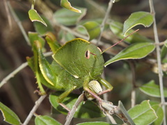 Teratodes brachypterus