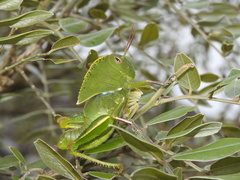 Teratodes brachypterus