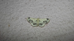 Idaea micra