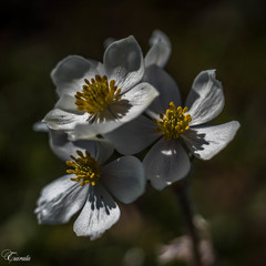 Anemonastrum crinitum
