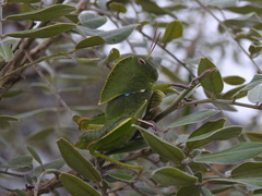 Teratodes brachypterus