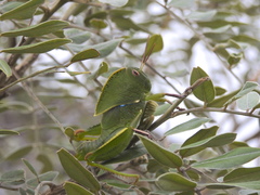 Teratodes brachypterus