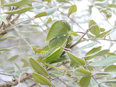 Teratodes brachypterus