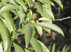 Sideroxylon wightianum