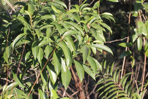 Image of Sideroxylon wightianum by no rights reserved