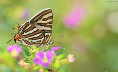 Cigaritis schistacea
