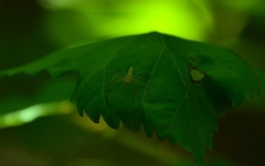 Lyssomanes pauper
