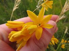 Ixia odorata odorata