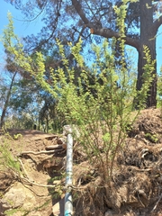 Parkinsonia praecox