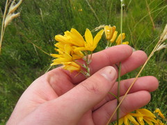 Ixia odorata odorata