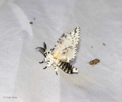 Kamalia australis