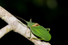 Mastighaphoides haffneri