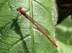 Oxyagrion pavidum