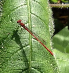 Oxyagrion pavidum